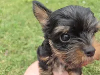 LINK TINY YORKIPOO, a male Yorkipoo for sale in Bowling Green, KY – 5 of 10