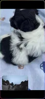 BANDIT HAVAPOO MIX, a male Yorkshire Terrier and Havapoo for sale in Bowling Green, KY – 6 of 9