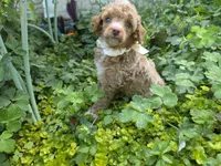 MARISOL CREAMY APRICOT, a female Poodle - Miniature  for sale in Bowling Green, KY – 9 of 10