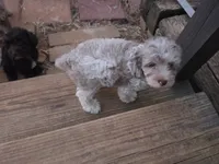 TETLEY LIGHT CHOCOLATE MERLE PARTI WITH BLUE EYE, a male Schnoodle for sale in Bowling Green, KY – 2 of 6