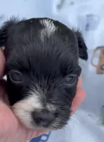 LITTLE SNIP HAVAPOO, a male Yorkshire Terrier and Havapoo for sale in Bowling Green, KY – 4 of 7