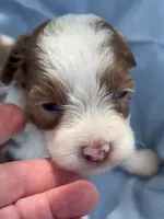 HANDSOME MERLE BOY, a male Schnoodle for sale in Bowling Green, KY – 4 of 5