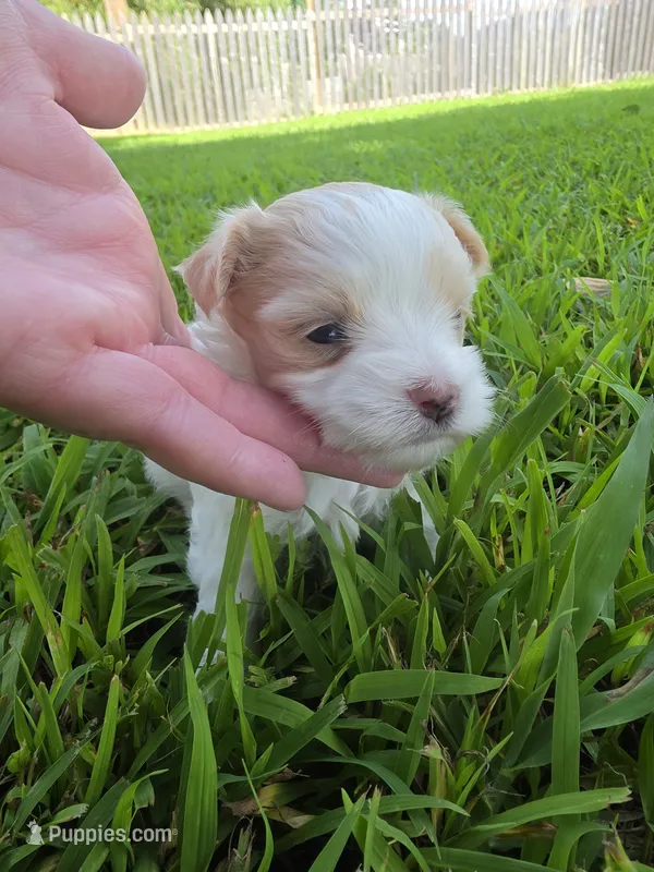MORKIPOO APRICOT PARTI GIRL – Poodle - Toy , Morkie puppy for sale in Bowling Green, KY
