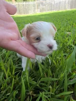 MORKIPOO APRICOT PARTI GIRL, a female Poodle - Toy  and Morkie for sale in Bowling Green, KY – 1 of 10