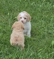 SAFFRON BLUE EYED MINI MERLE, a female Poodle - Miniature  for sale in Bowling Green, KY – 6 of 10