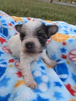 DANDY TINY TEACUP YORKIE MALE, a male Yorkshire Terrier for sale in Bowling Green, KY – 3 of 9