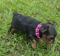 PATTEN YORKIPOO MALE, a male Yorkipoo for sale in Bowling Green, KY – 4 of 10