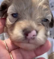 LIGHT CHOCOLATE MERLE GIRL, a female Schnoodle for sale in Bowling Green, KY – 2 of 10