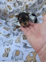 PADDEN YORKIPOO MALE, a male Yorkipoo for sale in Bowling Green, KY – 7 of 7