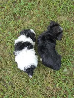 PAISLEY YORKIPOO GIRL, a female Yorkipoo for sale in Bowling Green, KY – 7 of 8