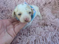 Padigan APRICOT MERLE, a female Poodle - Miniature  for sale in Bowling Green, KY – 4 of 10