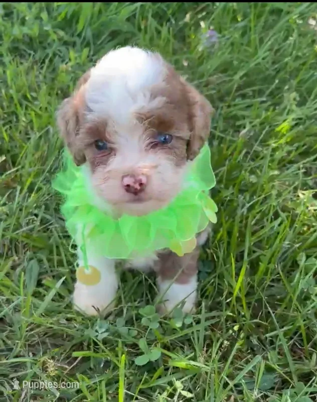 HANDSOME MERLE BOY – Schnoodle puppy for sale in Bowling Green, KY