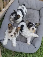 TEACUP TRI-COLORED BOY, a male Yorkshire Terrier for sale in Bowling Green, KY – Photo 6 of 7