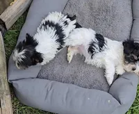 TEACUP TRI-COLORED BOY, a male Yorkshire Terrier for sale in Bowling Green, KY – Photo 5 of 7