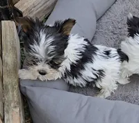 TEACUP TRI-COLORED BOY, a male Yorkshire Terrier for sale in Bowling Green, KY – Photo 2 of 7