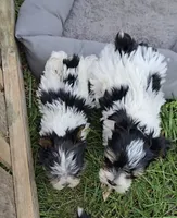 TEACUP TRI-COLORED BOY, a male Yorkshire Terrier for sale in Bowling Green, KY – Photo 3 of 7
