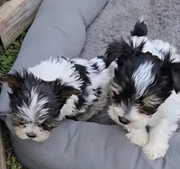 TEACUP TRI-COLORED BOY, a male Yorkshire Terrier for sale in Bowling Green, KY – Photo 7 of 7