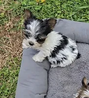 TEACUP TRI-COLORED BOY, a male Yorkshire Terrier for sale in Bowling Green, KY – Photo 1 of 7