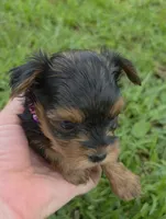 PATTEN YORKIPOO MALE, a male Yorkipoo for sale in Bowling Green, KY – 6 of 10