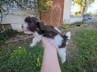 WRYN TOY SCHNOODLE GIRL, a female Schnoodle for sale in Bowling Green, KY – 6 of 10