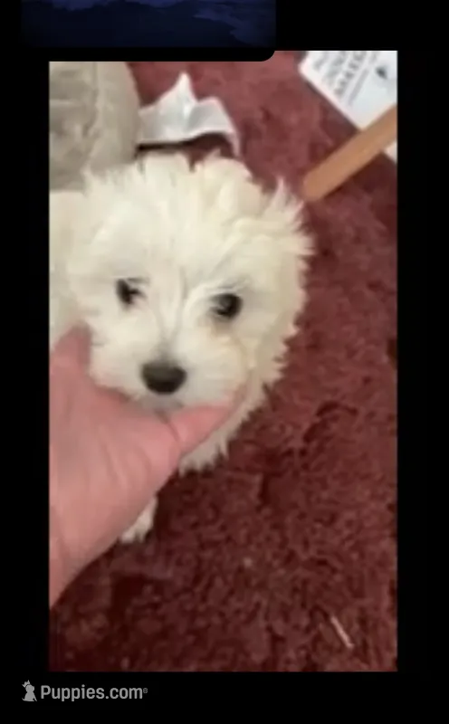 FINCH PURPLE COLLAR – Maltese puppy for sale in Bowling Green, KY