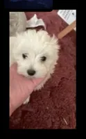 FINCH on hold for Ashley , a male Maltese for sale in Bowling Green, KY – 1 of 7