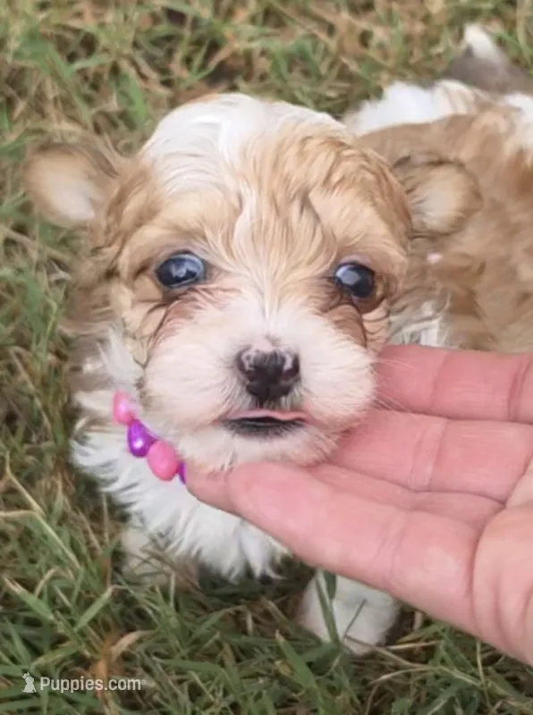 GIDGET YORKIPOO GIRL – Yorkipoo puppy for sale in Bowling Green, KY