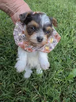 GREER TRI-COLORED MALE, a male Yorkipoo for sale in Bowling Green, KY – 2 of 8