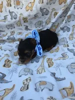 PATTEN YORKIPOO MALE, a male Yorkipoo for sale in Bowling Green, KY – 8 of 10