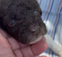 DARK CHOCOLATE PARTI, a male Schnoodle for sale in Bowling Green, KY – 6 of 10