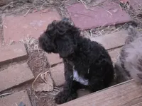 TOBYN DARK CHOCOLATE BOY, a male Schnoodle for sale in Bowling Green, KY – 3 of 3