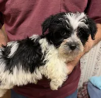 OH MY HEART YORKIPOO MIX, a male Yorkshire Terrier and Havapoo for sale in Bowling Green, KY – 3 of 4