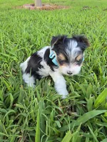 ANDERS LITTLE YORKIPOO, a male Yorkipoo for sale in Bowling Green, KY – 2 of 10