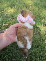 GIDGET YORKIPOO GIRL, a female Yorkipoo for sale in Bowling Green, KY – 5 of 9