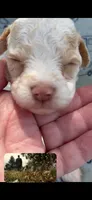 APRICOT MERLE PARTI BOY, a male Schnoodle for sale in Bowling Green, KY – 7 of 8