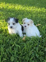 PAXTON MORKIPOO BOY, a male Yorkipoo and Maltese for sale in Bowling Green, KY – 5 of 10