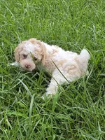 SAFFRON BLUE EYED MINI MERLE, a female Poodle - Miniature  for sale in Bowling Green, KY – 2 of 10