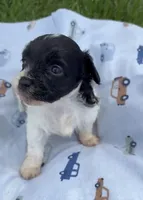 LITTLE SNIP HAVAPOO, a male Yorkshire Terrier and Havapoo for sale in Bowling Green, KY – 7 of 7