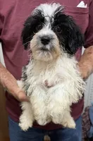 BANDIT YORKIPOO MIX, a male Yorkshire Terrier and Havapoo for sale in Bowling Green, KY – 4 of 5
