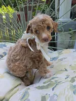 MARISOL CREAMY APRICOT, a female Poodle - Miniature  for sale in Bowling Green, KY – 6 of 10
