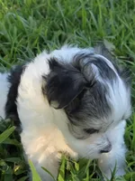 PAXTON MORKIPOO BOY, a male Yorkipoo and Maltese for sale in Bowling Green, KY – 8 of 10