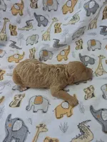 REACHER RED MINIATURE , a male Poodle - Miniature  for sale in Bowling Green, KY – 5 of 10