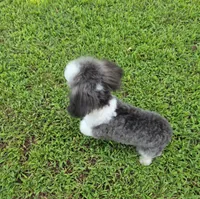 HARMONY SILVER PARTI GIRL, a female Poodle - Toy  for sale in Bowling Green, KY – 9 of 10
