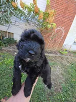 WILTON BLACK SCHNOODLE BOY, a male Schnoodle for sale in Bowling Green, KY – 3 of 9