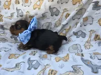 PATTEN YORKIPOO MALE, a male Yorkipoo for sale in Bowling Green, KY – 9 of 10