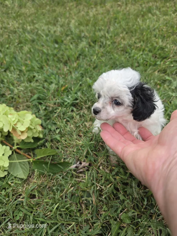 DEARLY TINY TOY GIRL – Poodle - Toy  puppy for sale in Bowling Green, KY