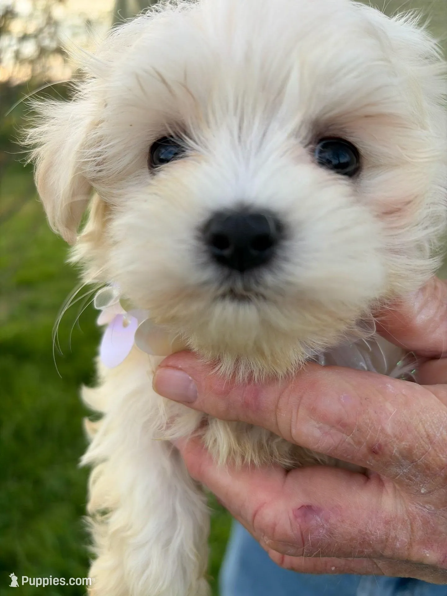 WREN PINK COLLAR GIRL, a female Maltese for sale in Bowling Green, KY – Photo 2 of 2