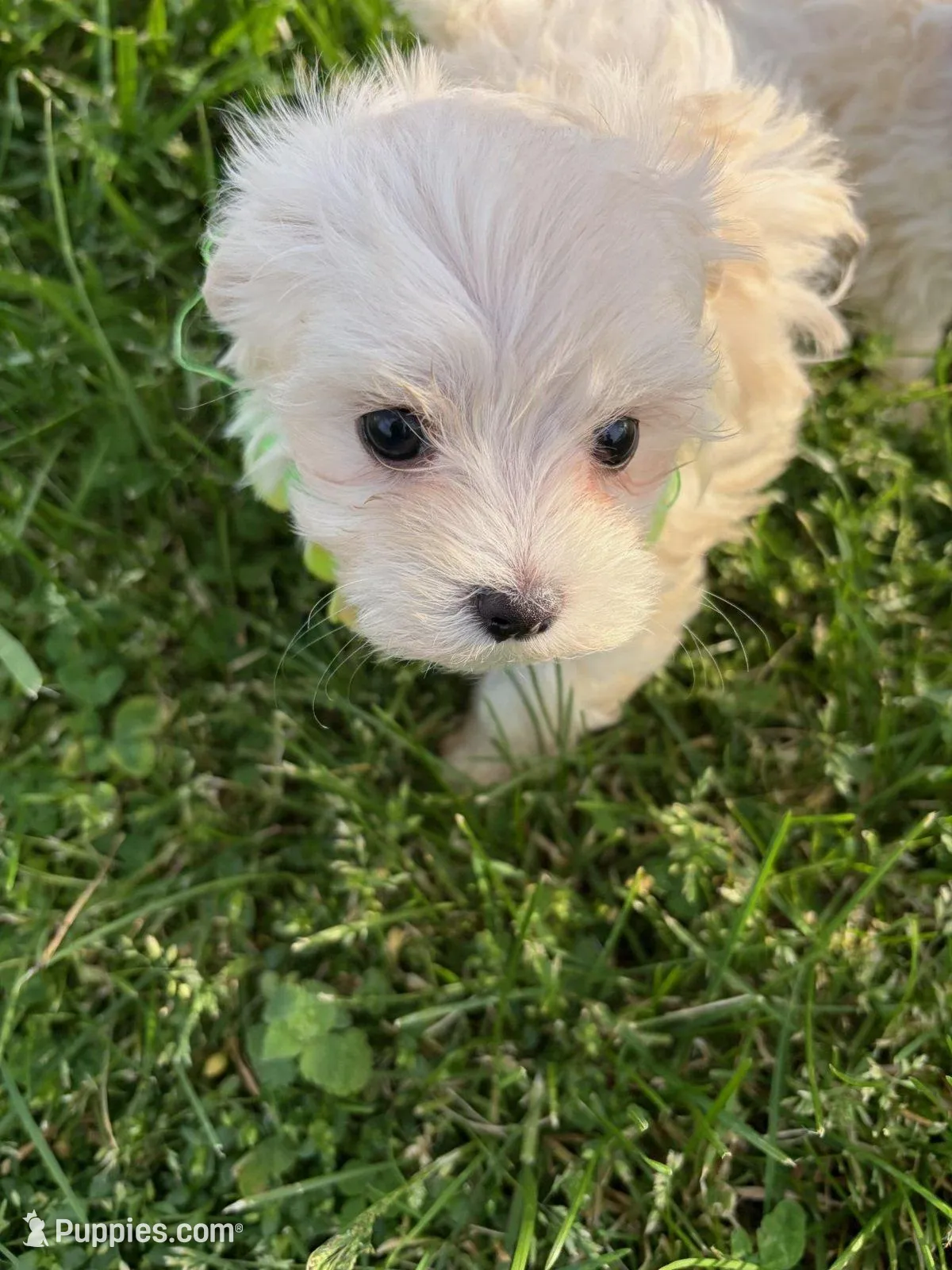 LITTLE SPARROW GREEN COLLAR, a female Maltese for sale in Bowling Green, KY – Photo 1 of 4