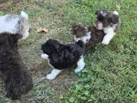 WIXBY TINY PARTI SCHNOODLE BOY, a male Schnoodle for sale in Bowling Green, KY – 10 of 10