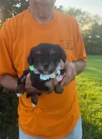 DARLING DOLL YORKIPOO, a female Yorkipoo for sale in Bowling Green, KY – 2 of 4